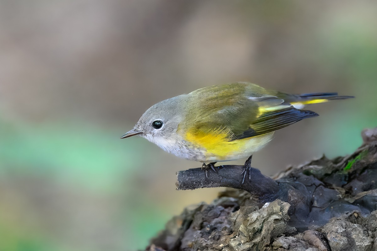 American Redstart - ML641152654