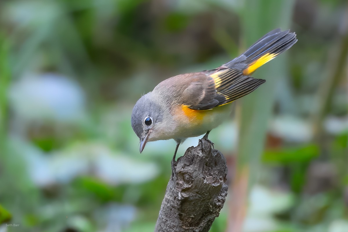 American Redstart - ML641152656