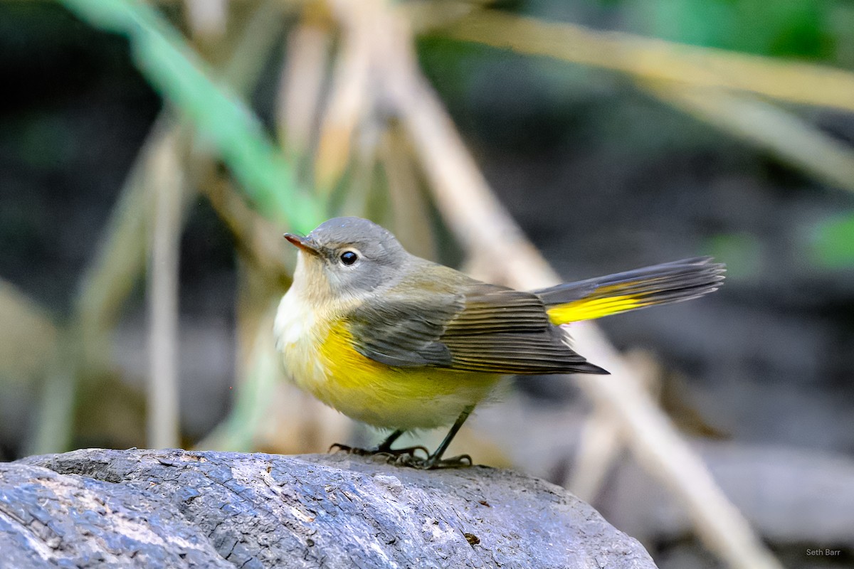 American Redstart - ML641152657