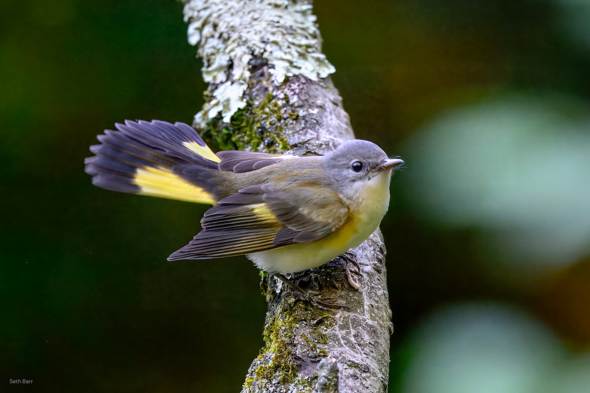 American Redstart - ML641152659