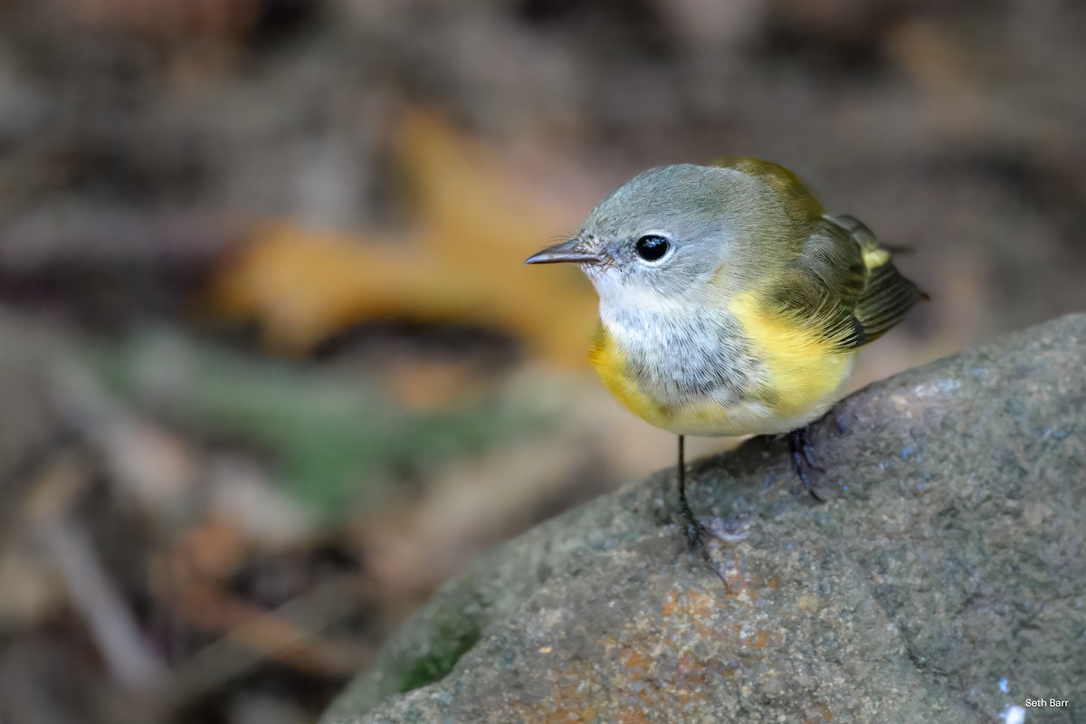American Redstart - ML641152660