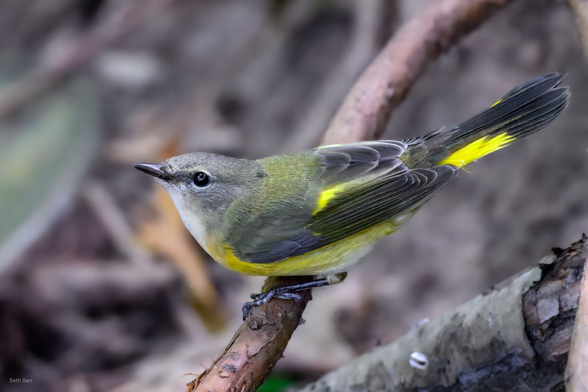 American Redstart - ML641152661