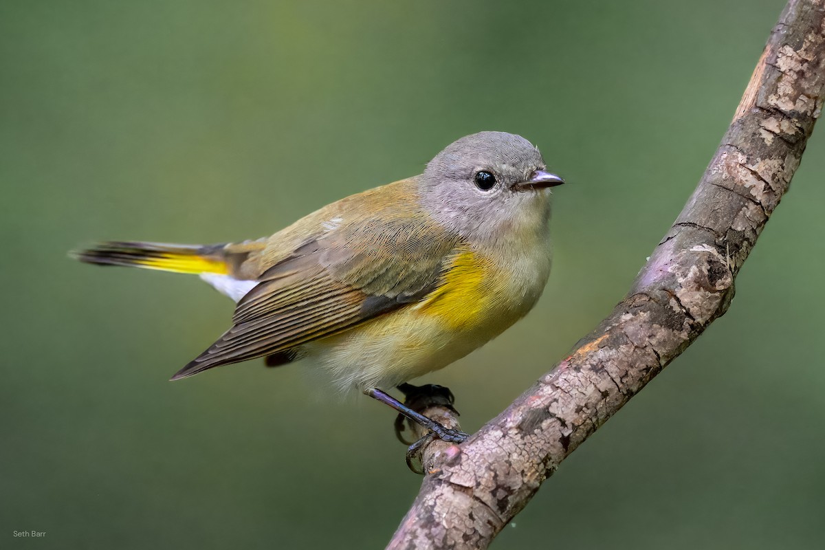 American Redstart - ML641152662
