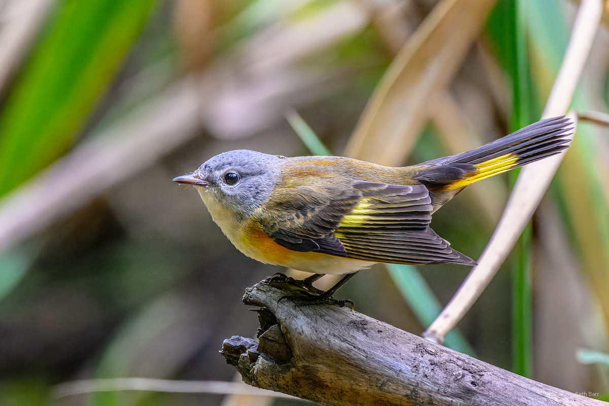 American Redstart - ML641152664