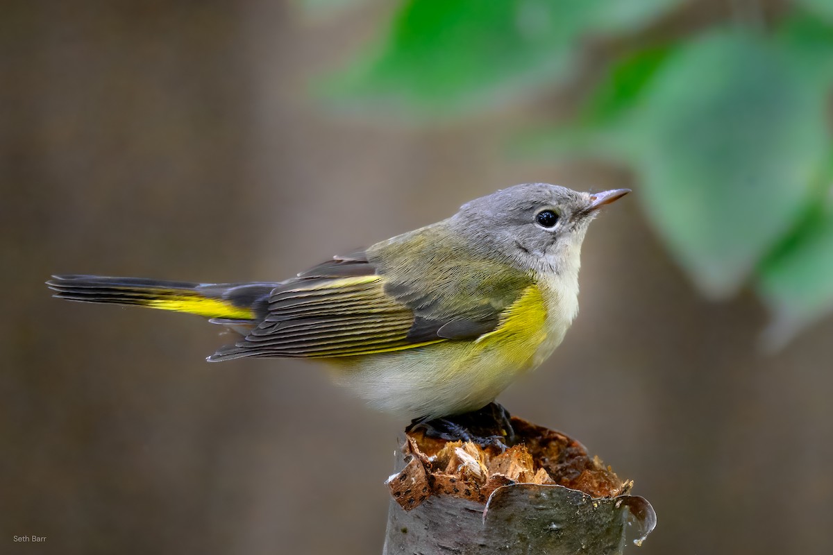 American Redstart - ML641152665