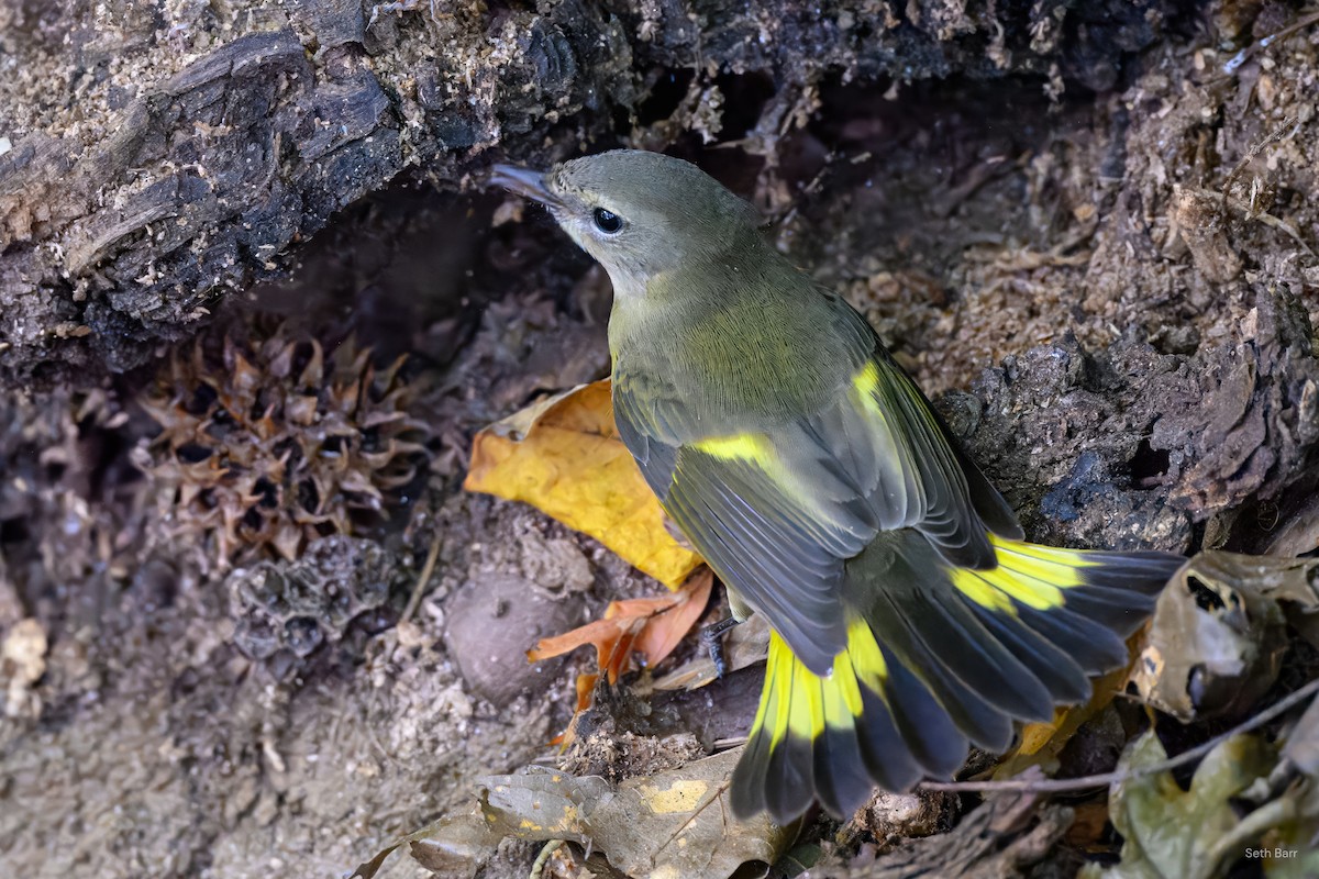 American Redstart - ML641152667