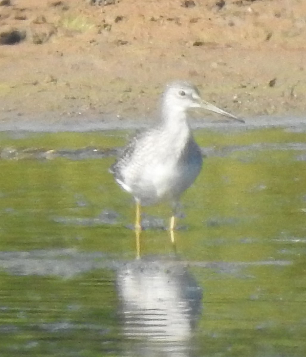 Greater Yellowlegs - ML641152677