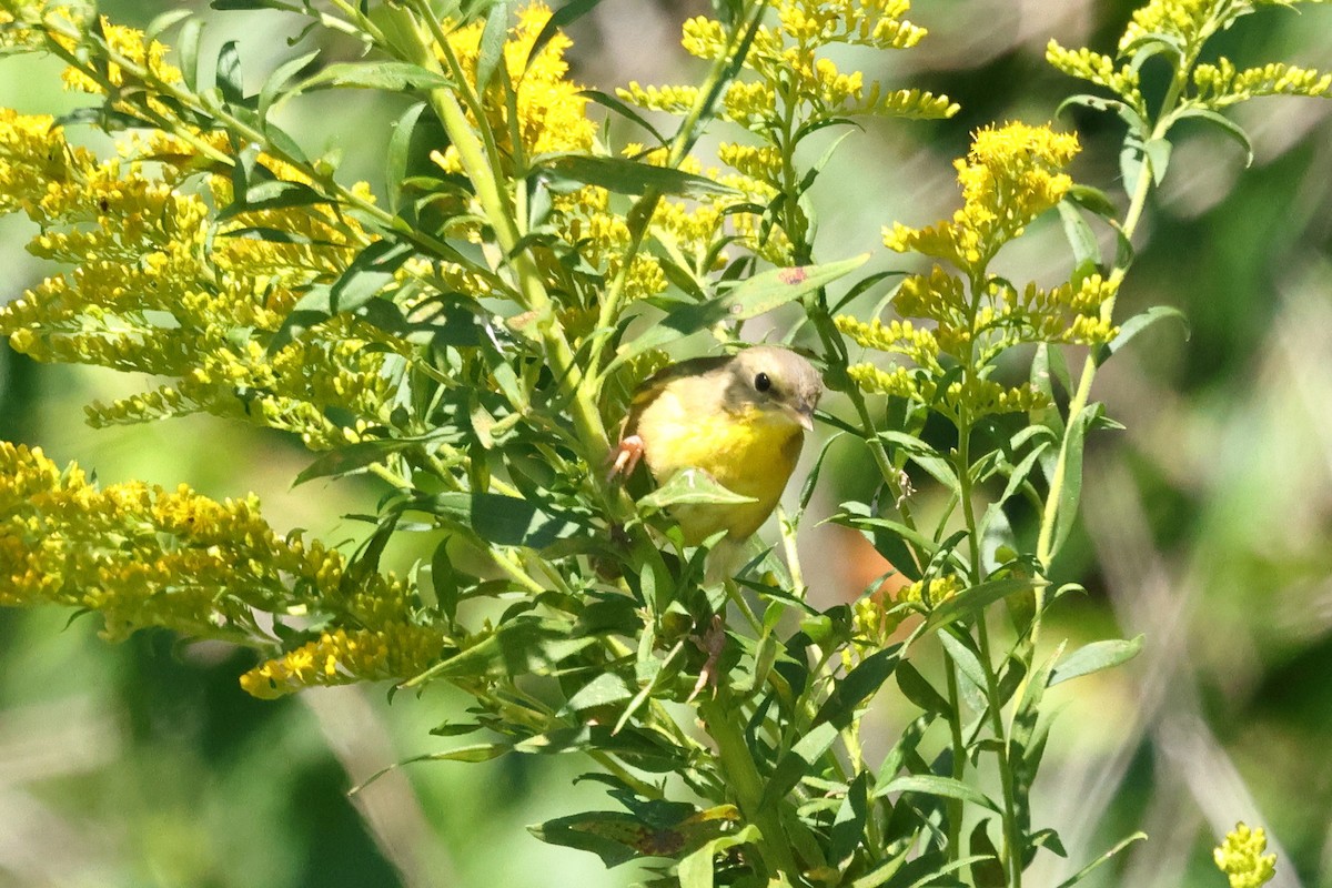 Common Yellowthroat - ML641152685