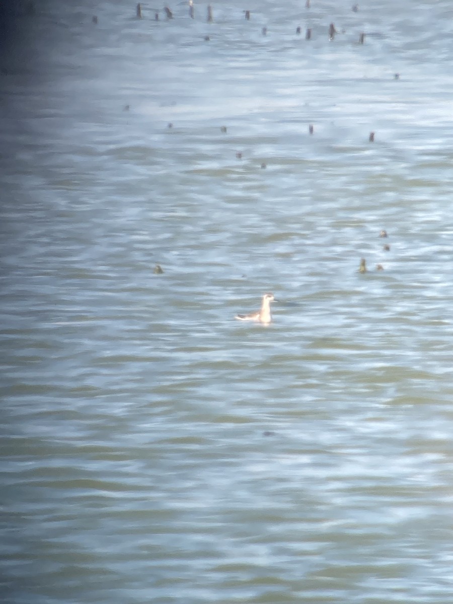 Red-necked Phalarope - ML641152687