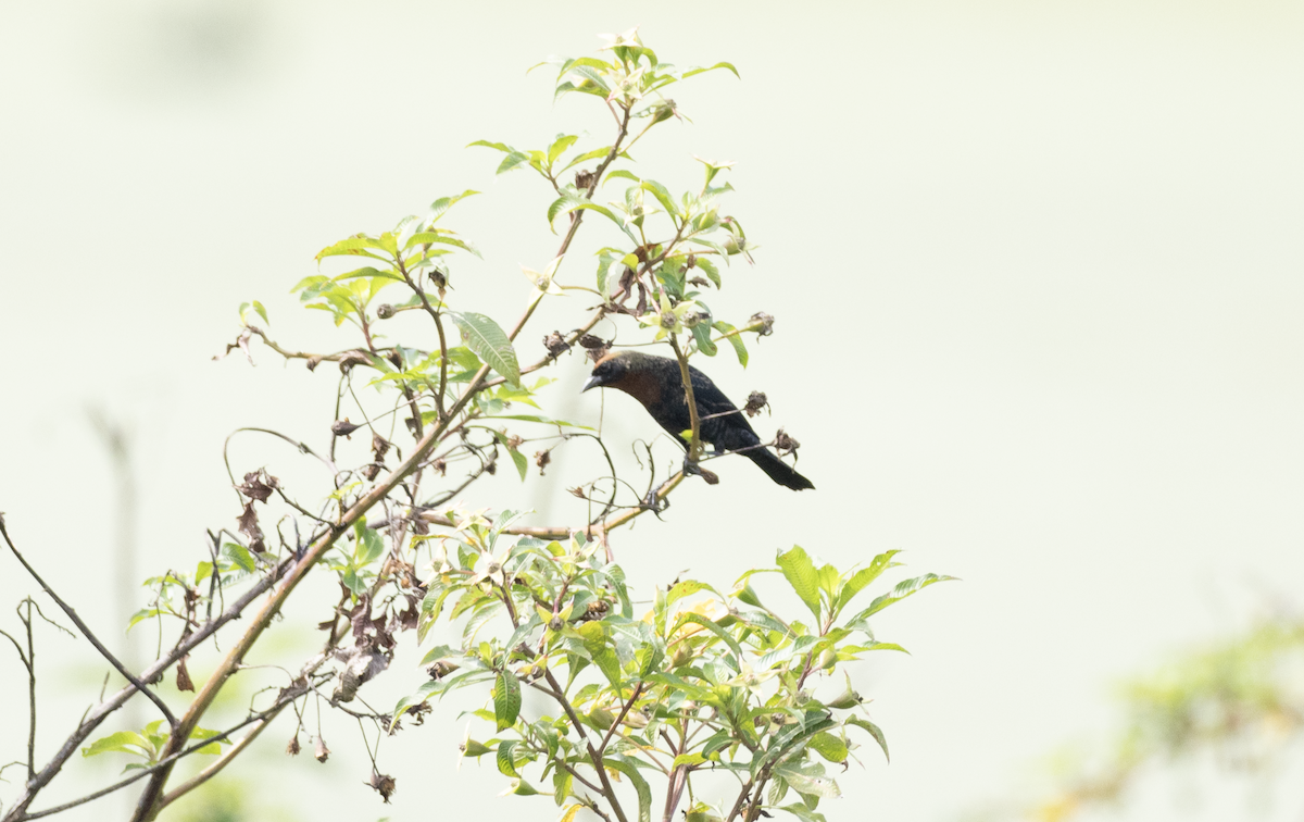 Chestnut-capped Blackbird - ML641152689