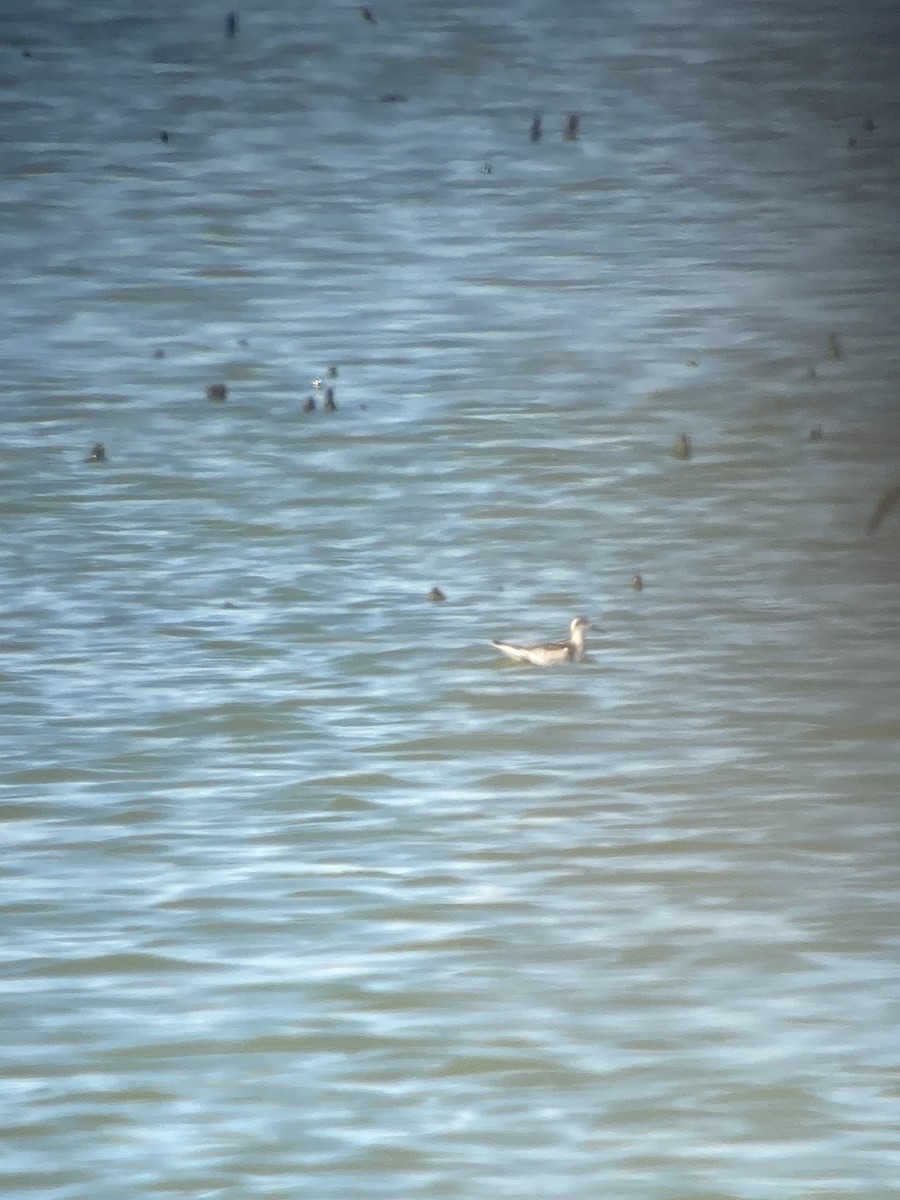 Red-necked Phalarope - ML641152692