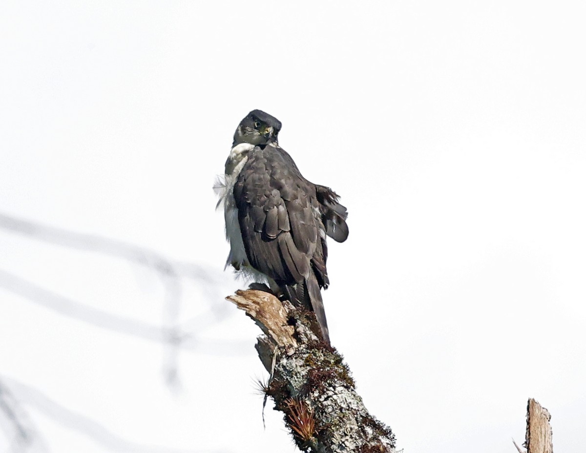 Bicolored Hawk - ML641152696