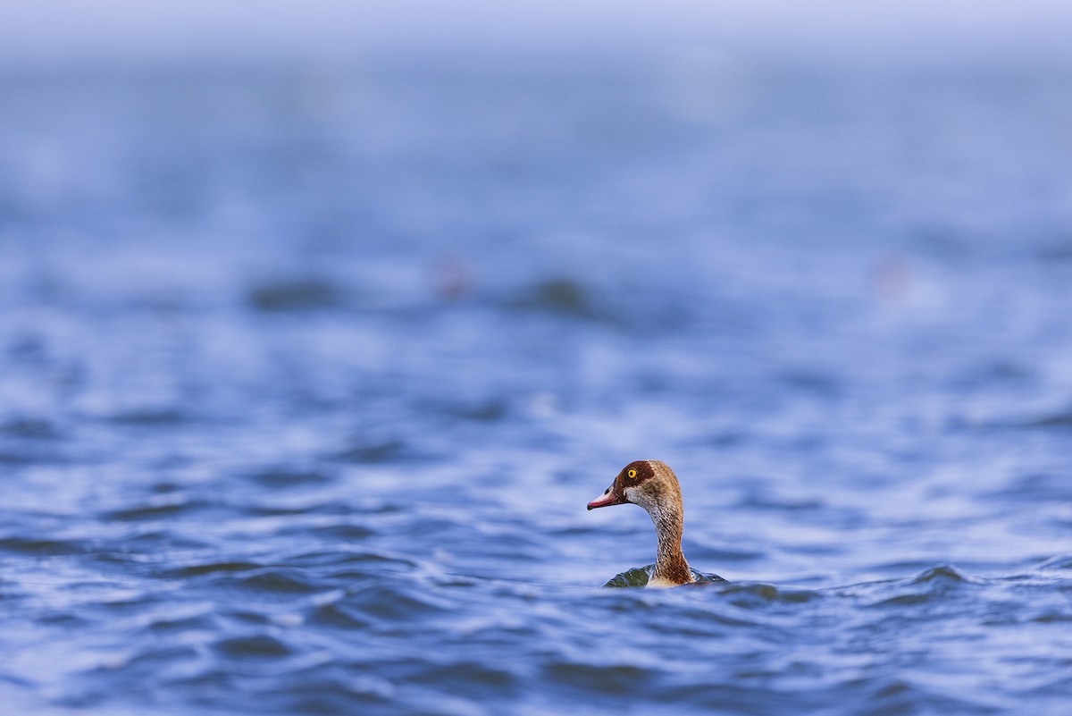 Egyptian Goose - ML641152697