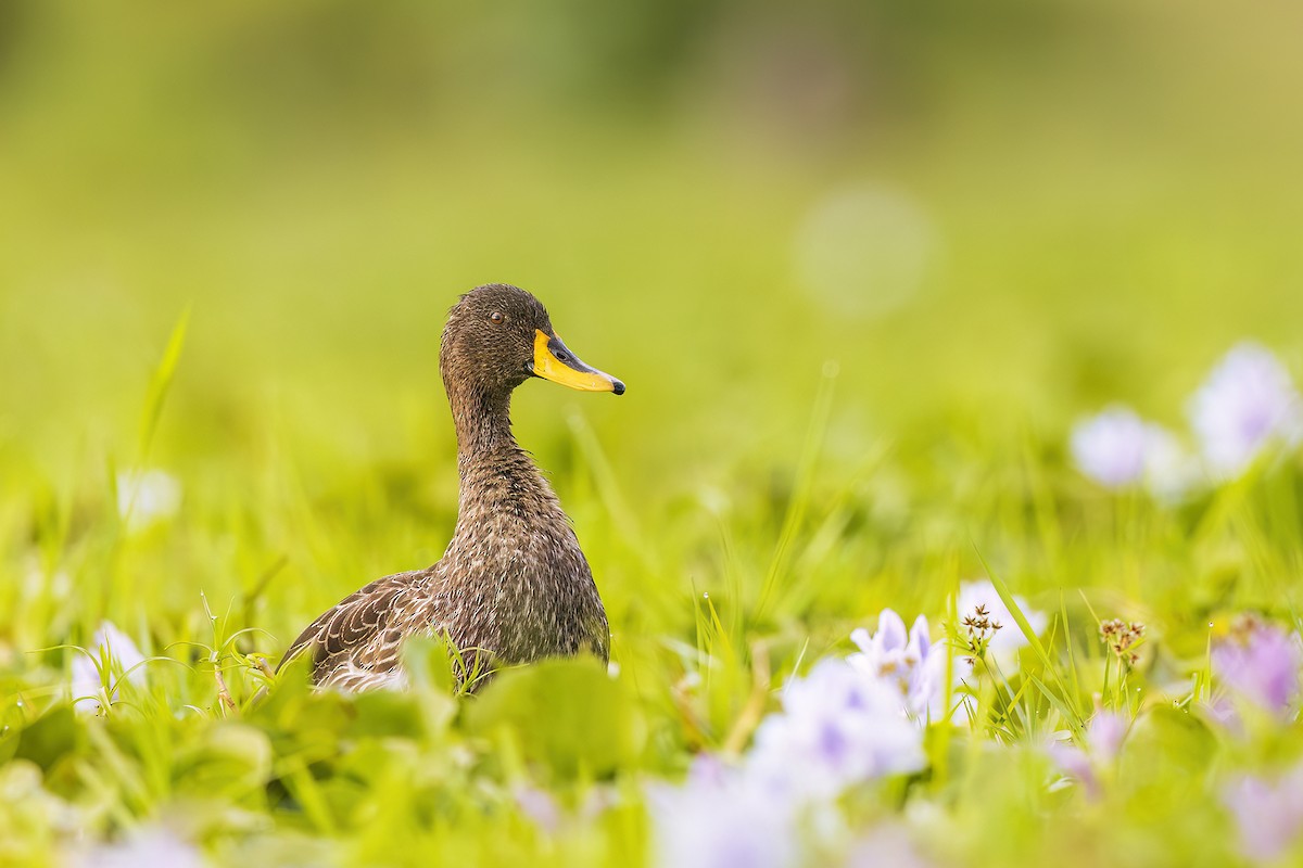 Yellow-billed Duck - ML641152723