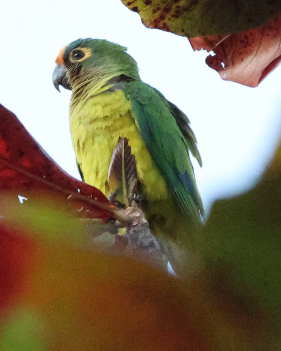 Peach-fronted Parakeet - ML641152725