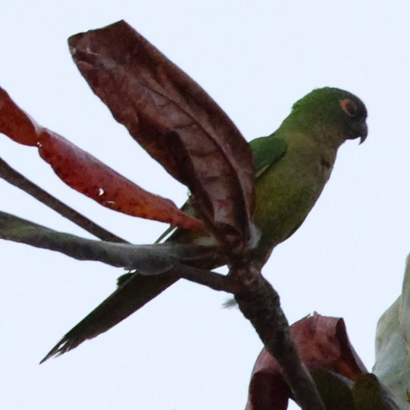 Peach-fronted Parakeet - ML641152726