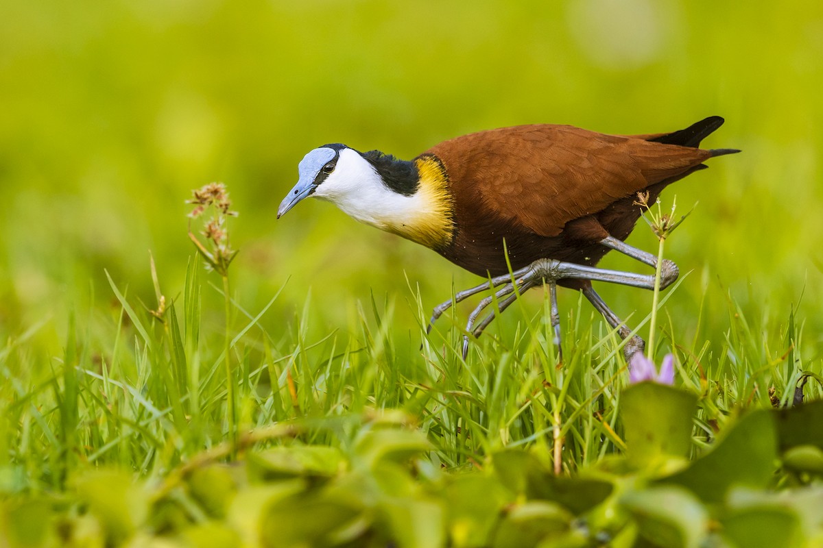 African Jacana - ML641152740