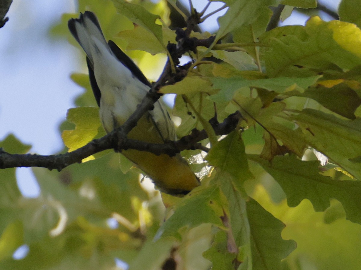 Blackburnian Warbler - ML641152741