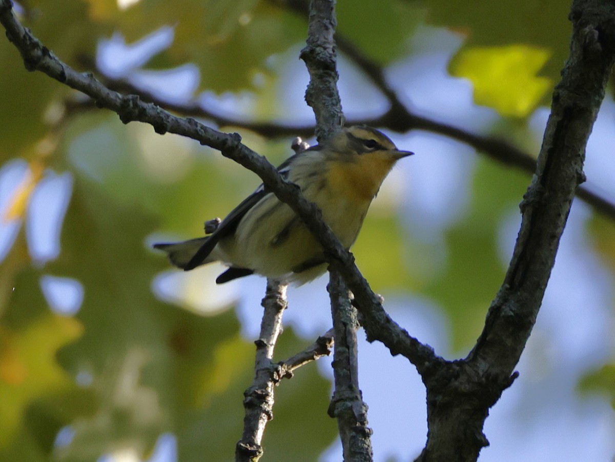 Blackburnian Warbler - ML641152742