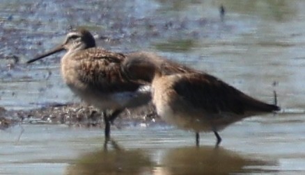 Short-billed Dowitcher - ML641152743