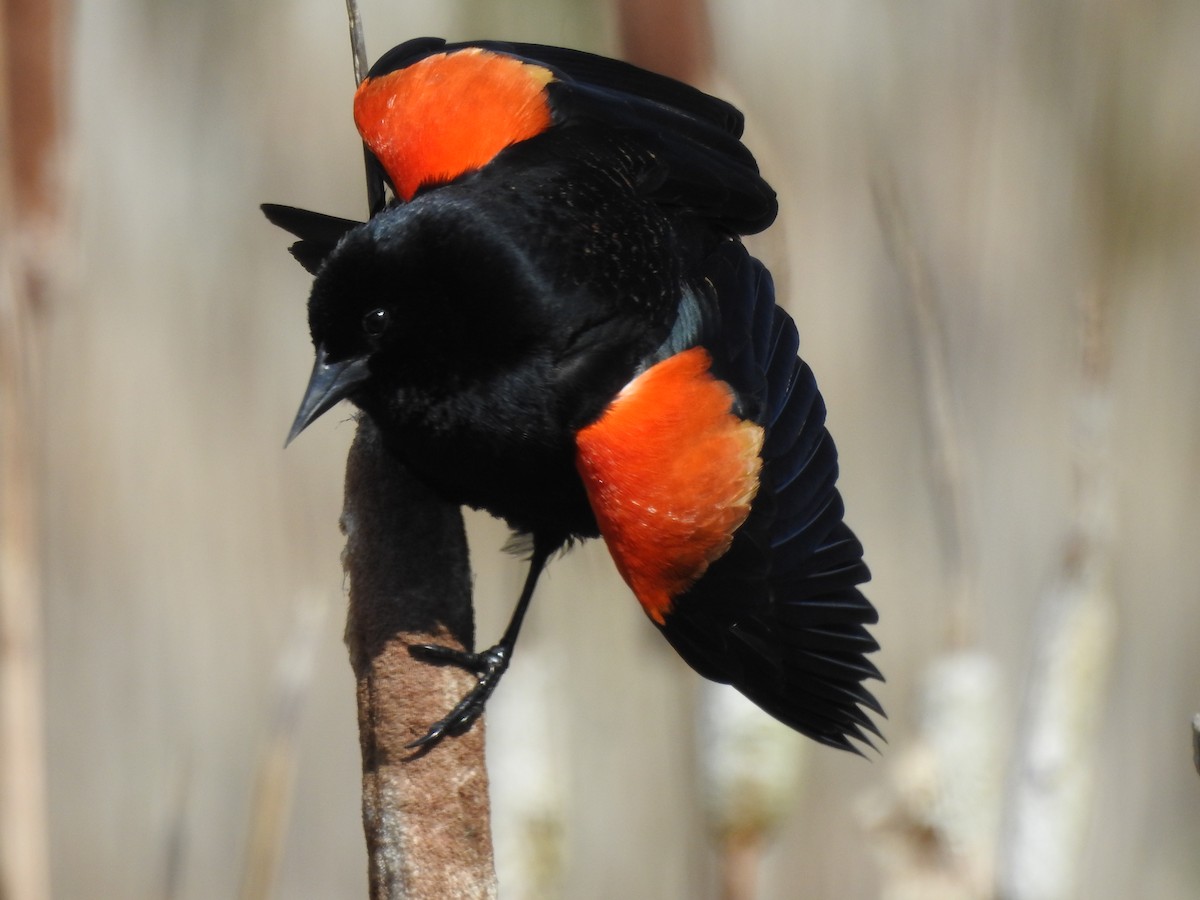 Red-winged Blackbird - ML641152748