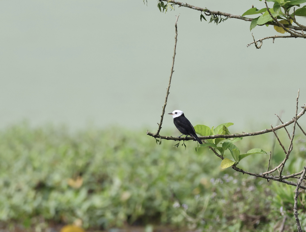 Masked Water-Tyrant - ML641152749