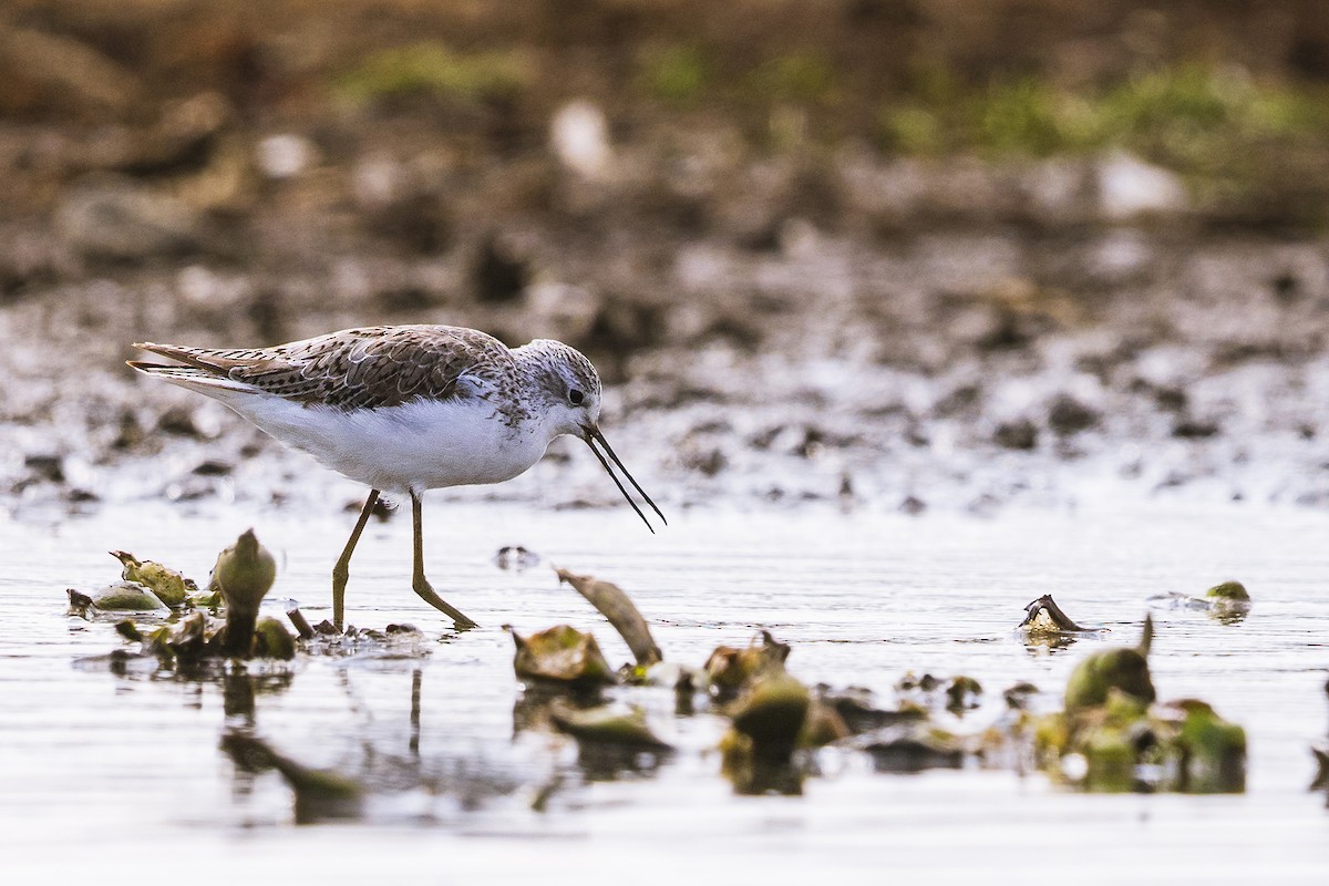 Marsh Sandpiper - ML641152774