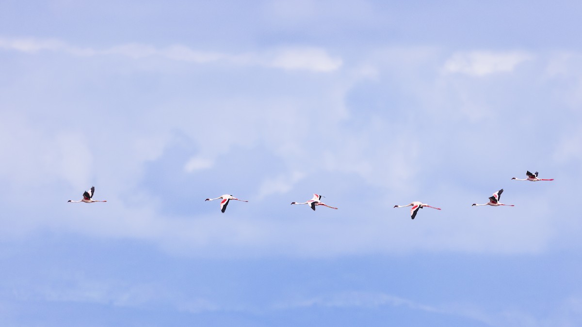 Lesser Flamingo - ML641152781