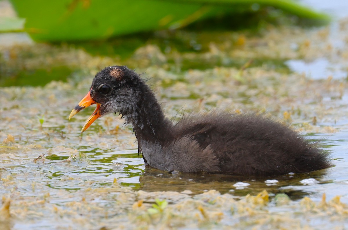 Common Gallinule - ML641152782