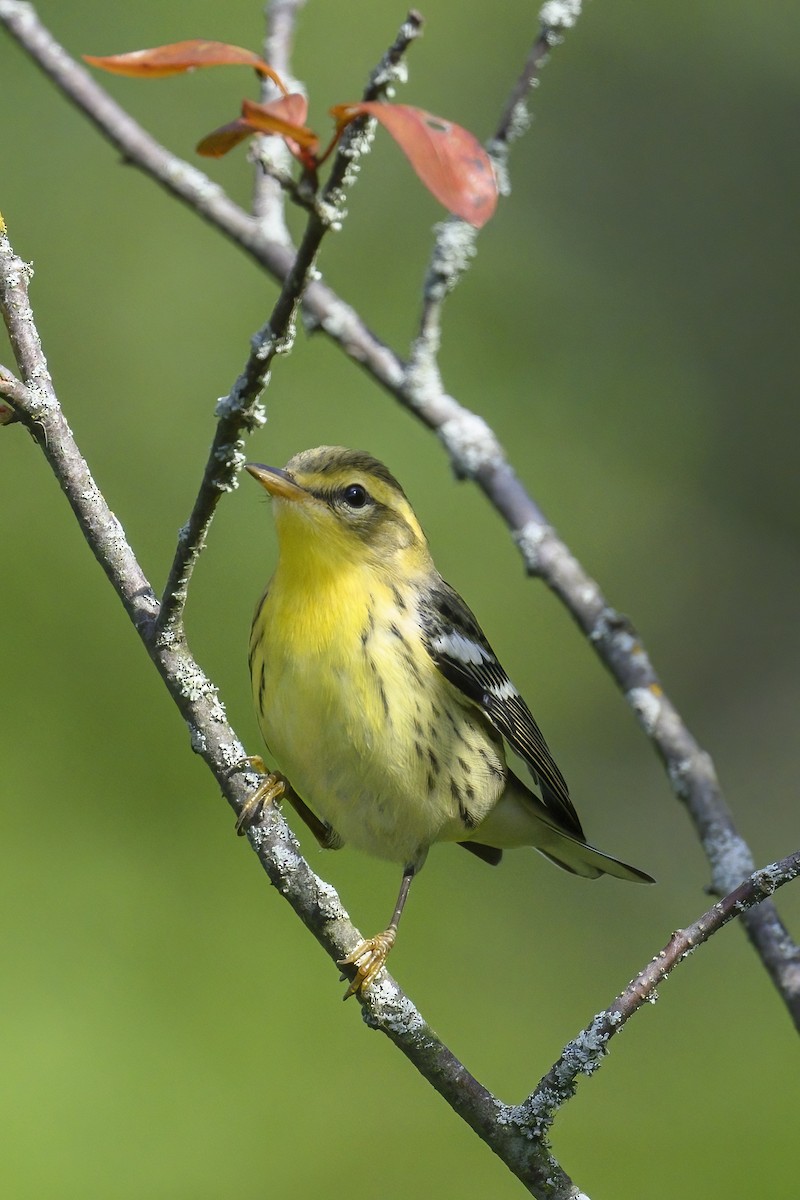Blackburnian Warbler - ML641152789
