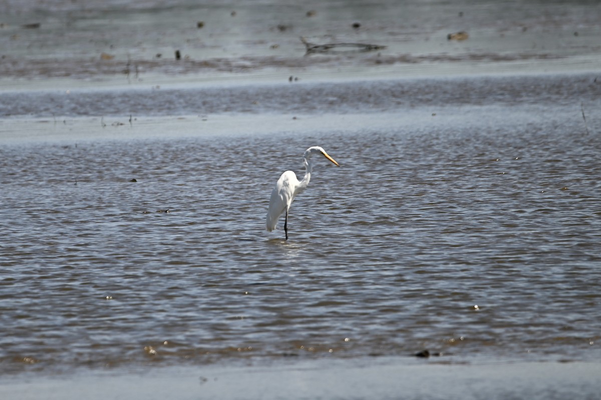 Great Egret - ML641152794