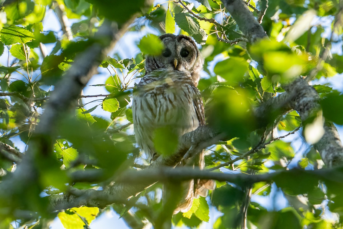 Barred Owl - ML641152795