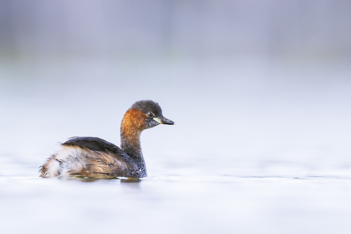 Little Grebe - ML641152796