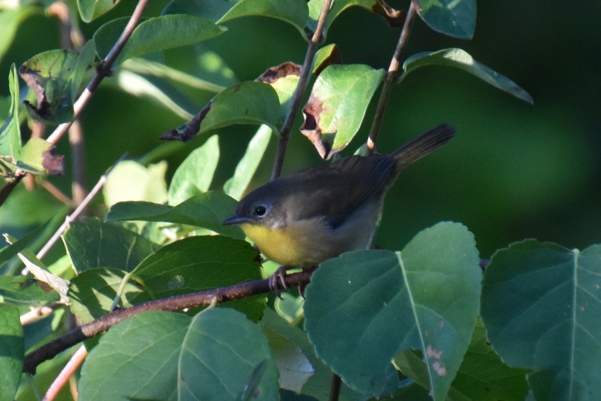 Common Yellowthroat - ML641152815