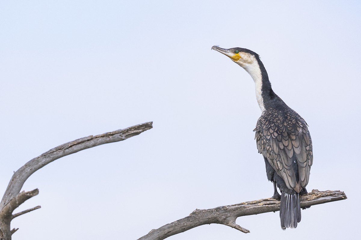 Great Cormorant - ML641152818