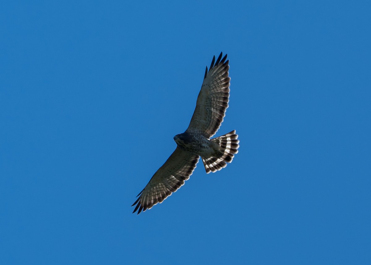 Broad-winged Hawk - ML641152825