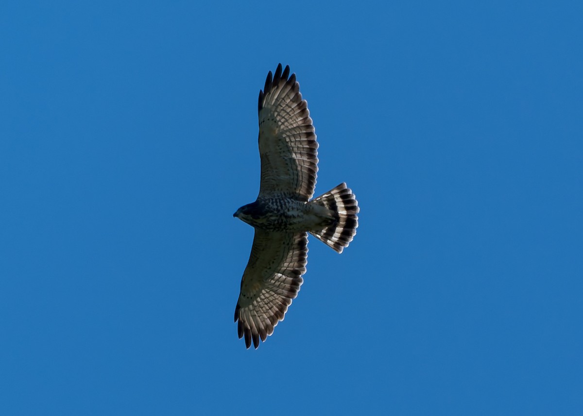 Broad-winged Hawk - ML641152826
