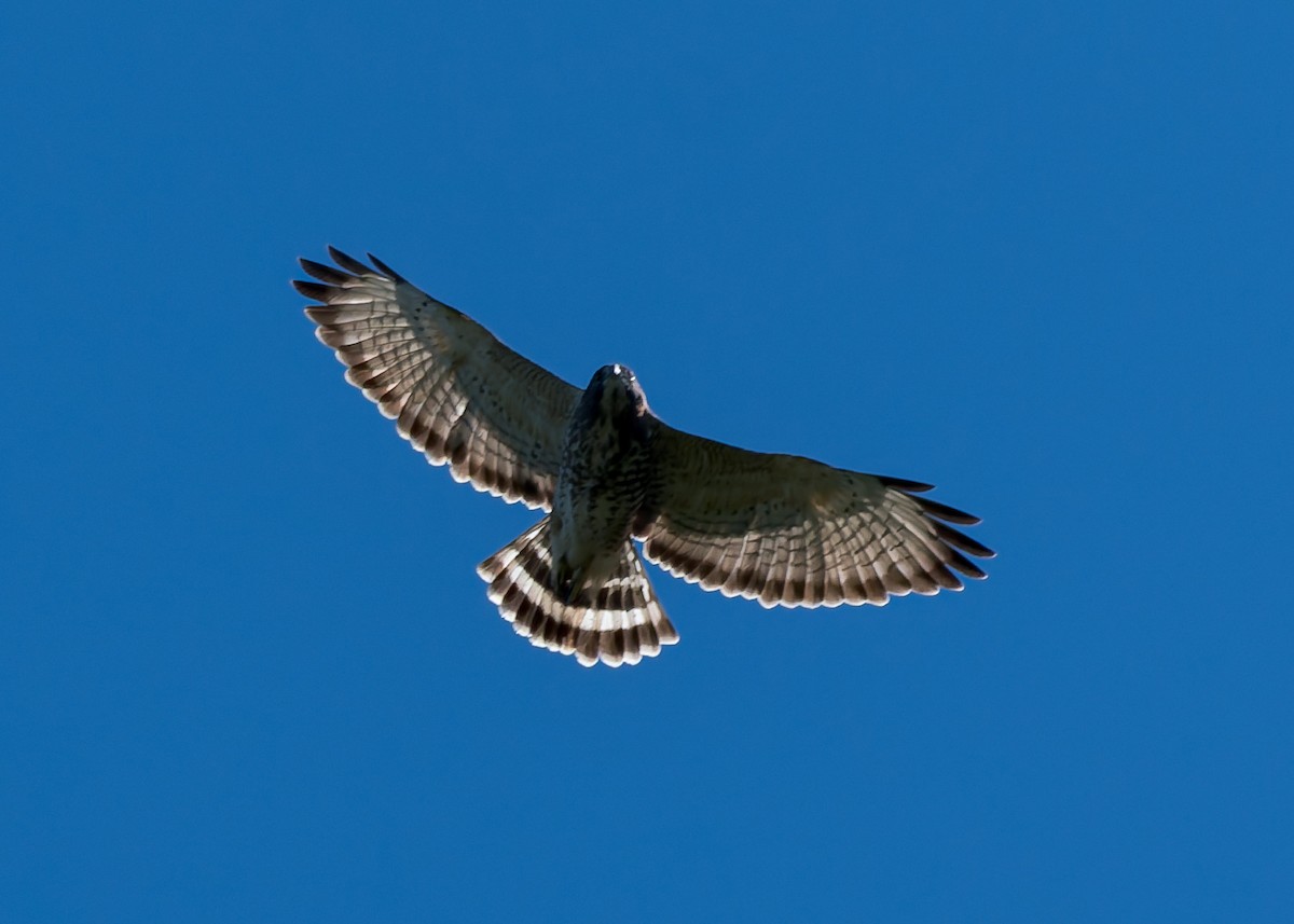 Broad-winged Hawk - ML641152827