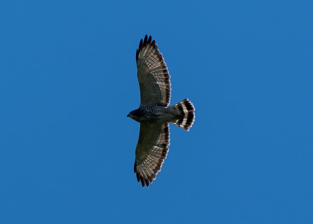 Broad-winged Hawk - ML641152828