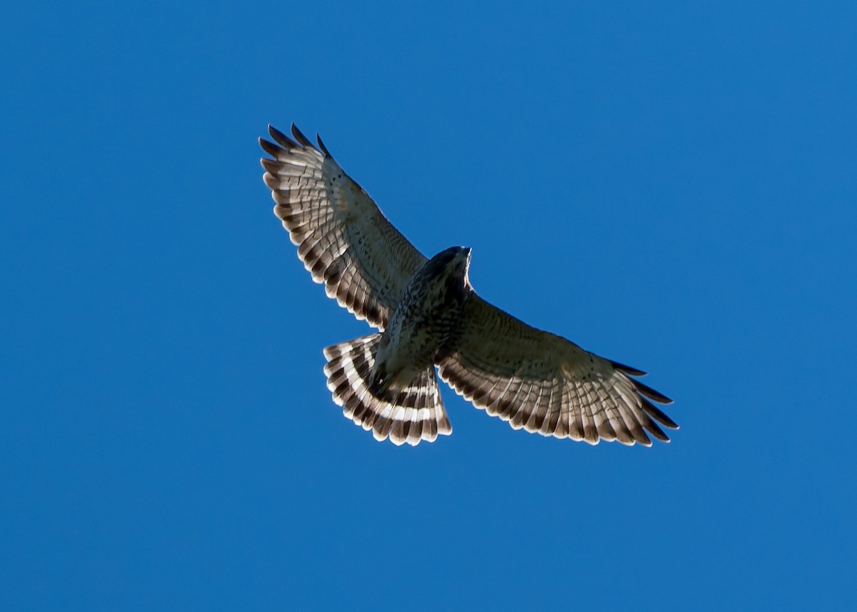 Broad-winged Hawk - ML641152829