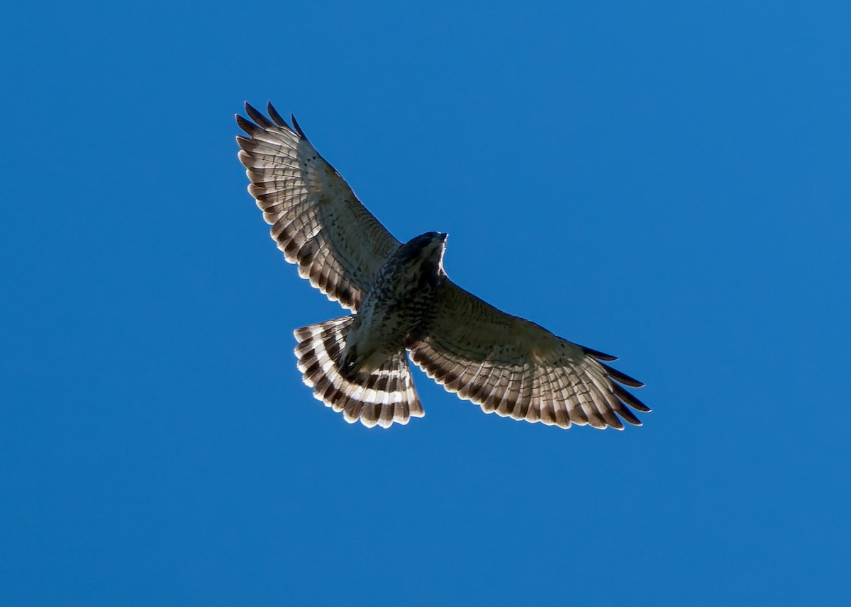 Broad-winged Hawk - ML641152830