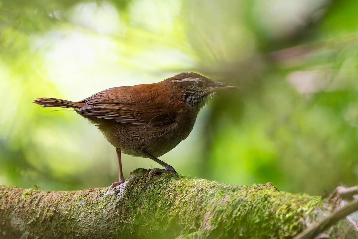 Rufous-and-white Wren - ML641152834