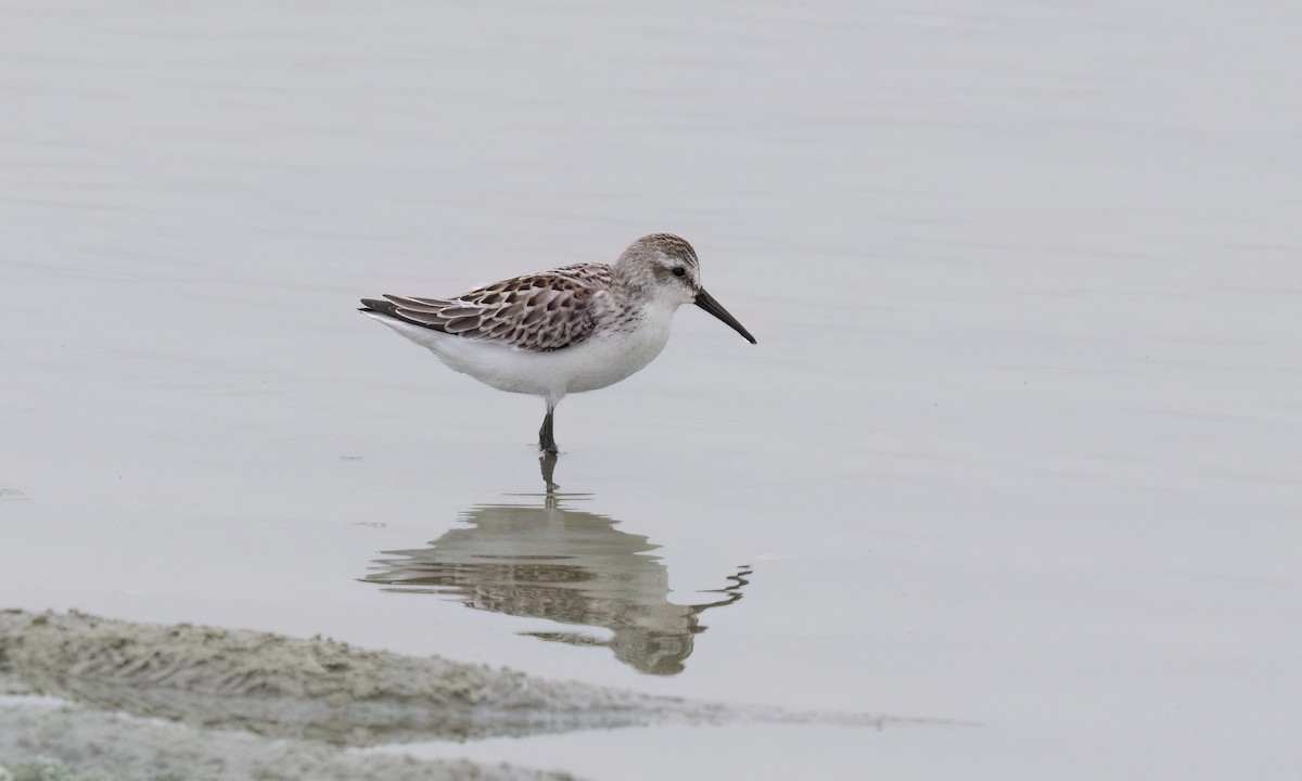 Bergstrandläufer - ML641152835