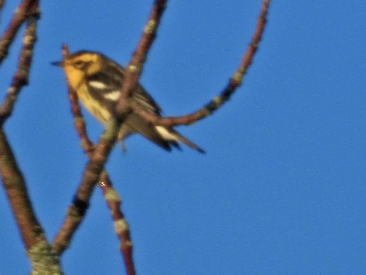 Blackburnian Warbler - ML641152842