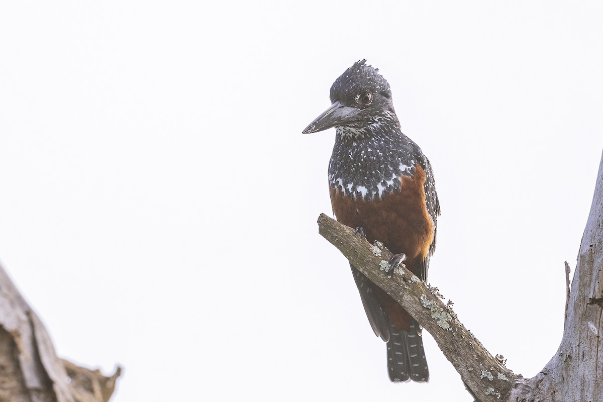 Giant Kingfisher - ML641152845