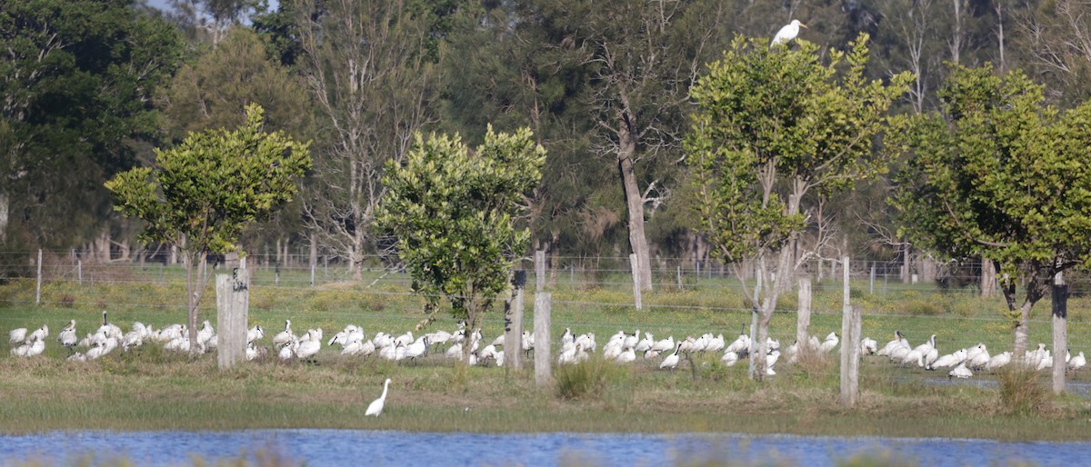 Royal Spoonbill - ML641152846