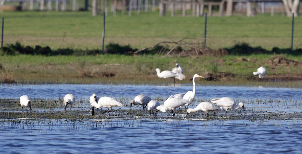 Royal Spoonbill - ML641152855
