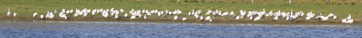 Royal Spoonbill - ML641152857