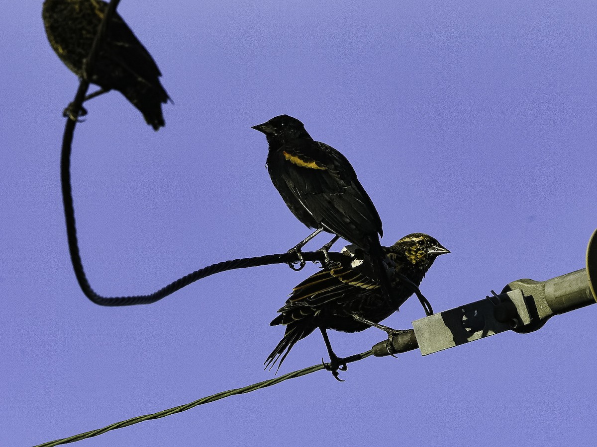 Red-winged Blackbird - ML641152862