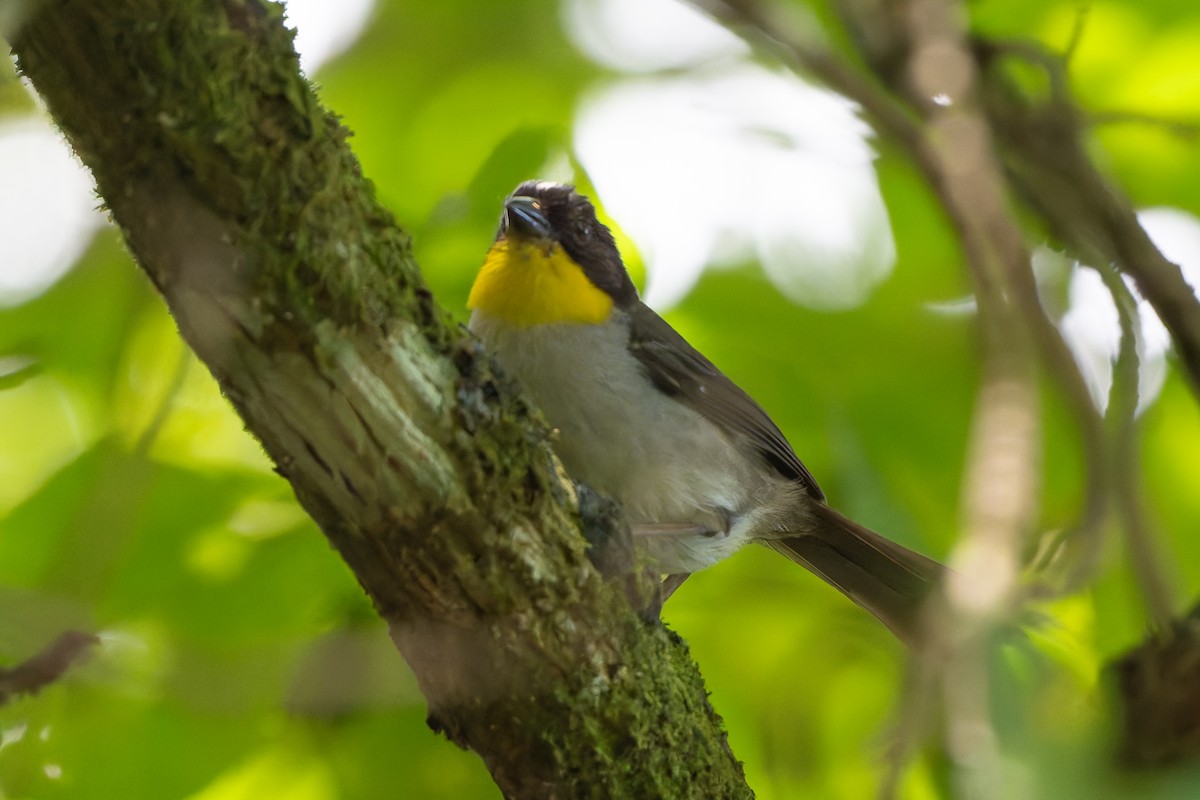 White-naped Brushfinch - ML641152865
